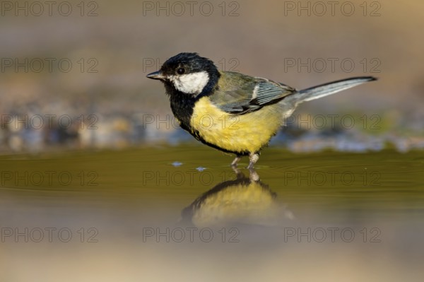 Great Tit, (Parus major), Animals, Birds, Tit family, Lesvos, Greece, Europe