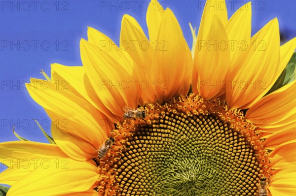 Yellow sunflower with bees on the petals, in front of a blue sky, colourful flower meadow, Schwäbisch Gmünd, Baden-Württemberg, Germany, Europe