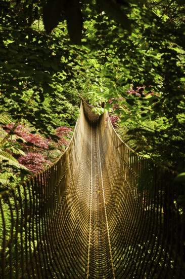 A narrow suspension bridge winds its way through dense green jungle. St Austel, Cornwall, England, United Kingdom, Europe