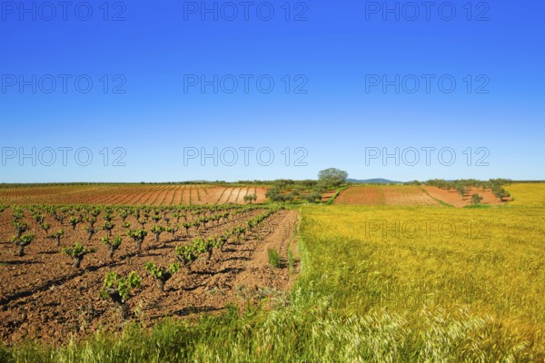 Vineyard fields in Extremadura of Spain by via de la Plata way