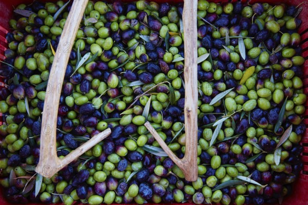 Olives harvest and picking sticks at Mediterranean Spain