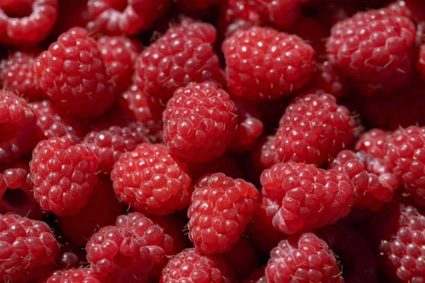 Delicious fresh and sweet red raspberries as food background. Healthy food organic nutrition. Rubus idaeus, natural antioxidant and vitamin fruit agriculture