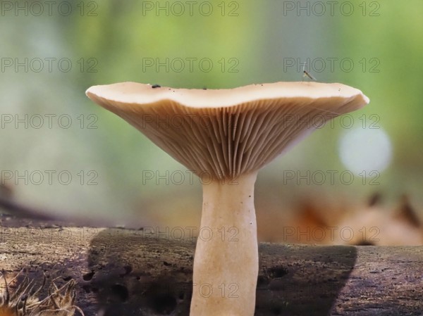 Monk's head (Infundibulicybe geotropa), blurred background, North Rhine-Westphalia, Germany, Europe