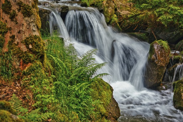 A small waterfall flows over rocks, surrounded by ferns and a tree, Todtnauer Wasserfall, Todtnau, Black Forest, Baden- Württemberg, Germany, Europe
