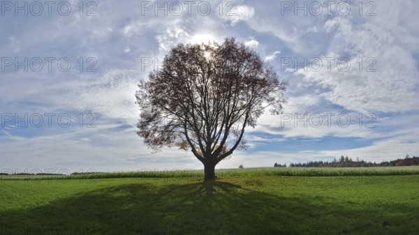 Single tree against the light