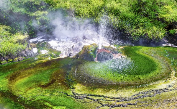 Thermal geyser in the Rotorua Waimangu Volcanic Valley on the North Island of New Zealand