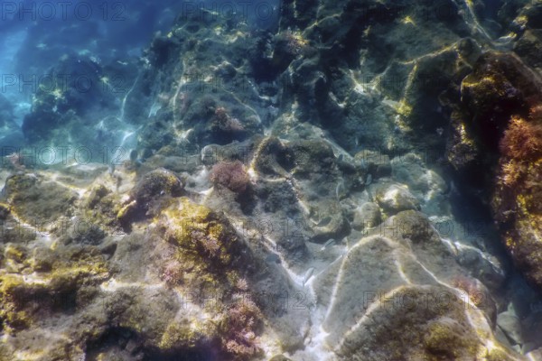 Sea Life Underwater Rocks Sunlight, Underwater Life