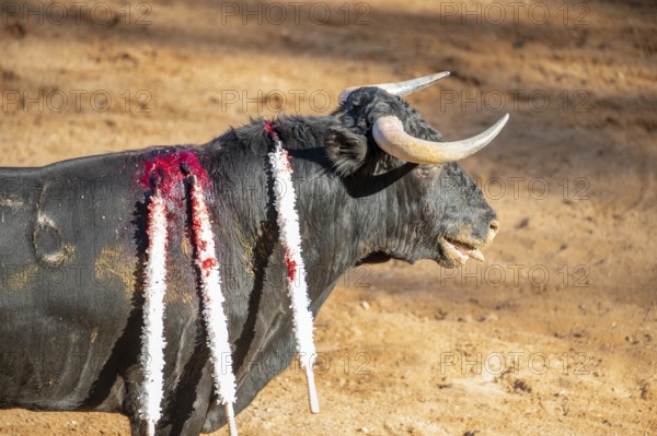 Brave bull in the bullfight arena, Raging bull ready to ram.