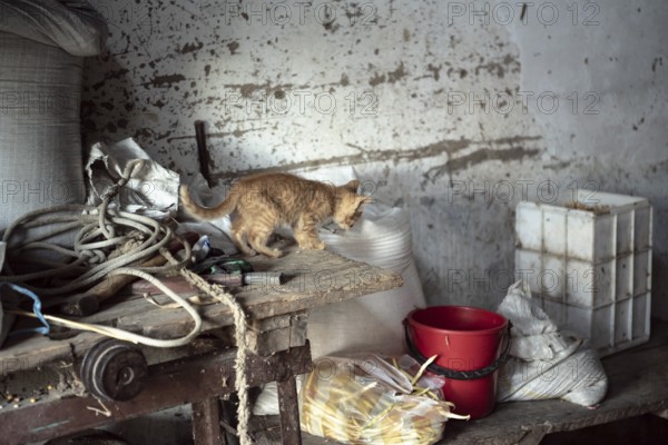 Interior of a rural storage room with a kitten on a table, from a house in a romanian village