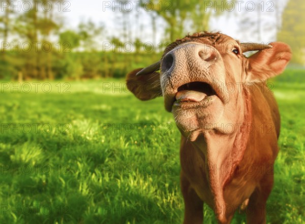 Young ginger calf, looking at camera, with its mouth opened and a funny face, on a sunny day of spring