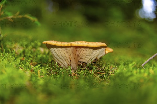 Low perspective on mushrooms growing from moss-covered forest floor, Große Teufelsküche, Tirschenreuth, Upper Palatinate
