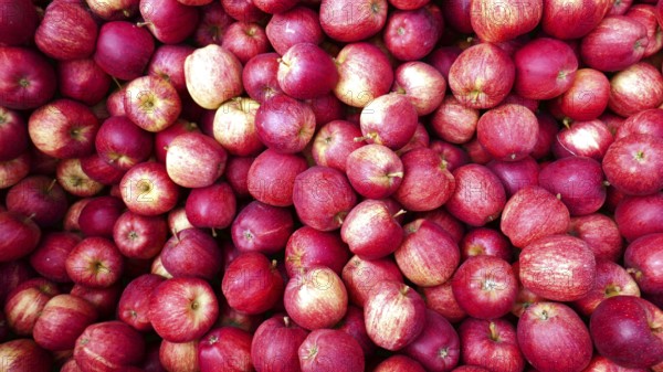 Lots of ripe apples