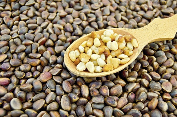 Kernel cedar nuts in a wooden spoon on a background texture of pine nuts