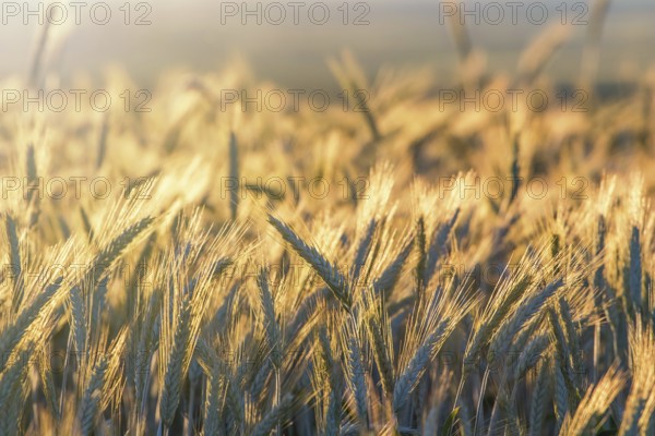 Wheat ears under the sunshine. Sun shining through ripe wheat
