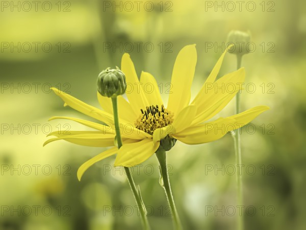 An image of a yellow flower moody background