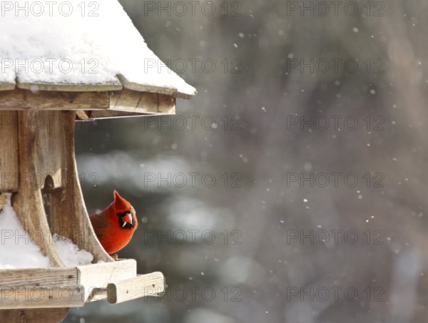 Cardinal at Bird Feeder Snow Storm Canada Male Red