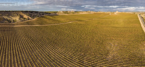 Field of vines, Aranda de Duero, Burgos province, Spain, Europe