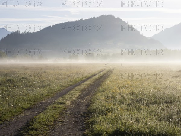 Field path, early morning mist in a meadow, near Irdning. Enns Valley, Styria