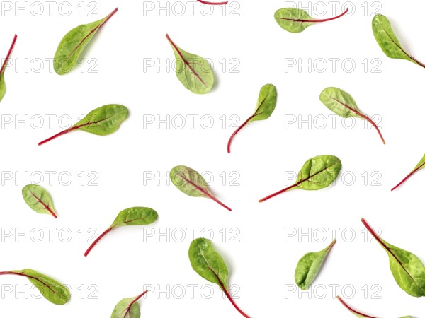 Pattern of fresh green chard leaves or mangold salad leaves on white background. Flat lay or top view fresh baby beet leaves pattern, isolated on white background with clipping path