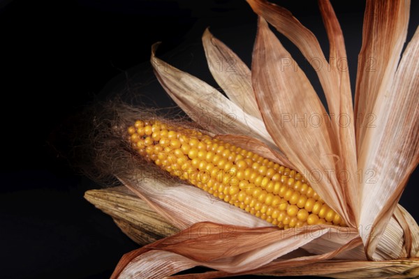 A withered corn corn cob with withered leaves on a black background