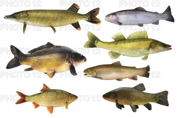 Pisces 147