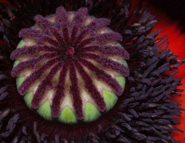 Ovary of a poppy flower