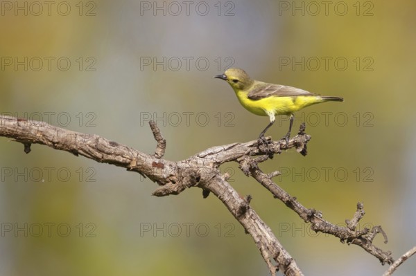 Green-breasted Sunbird, Green-throated Sunbird, Hedydipna platura, Anthodiaeta platura, (Anthreptes platurus), Pygmy Sunbird, Suimanga pigmeo, Tendaba camp / Kwinella area, Kwinella, South Bank, Gambia, Africa