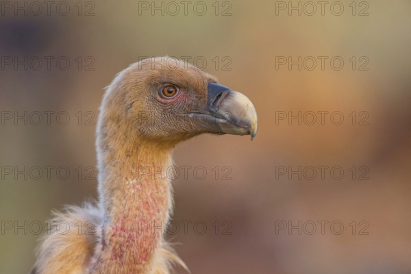 Griffon Vulture, Eurasian Griffon Vulture, Griffon Vulture, Eurasian Griffon, (Gyps fulvu), Vautour fauve, Buitre Leonado, Portrait, Hides De Calera / Valley Hide, Calera Y Chozas, Castilla La Mancha / Toledo, Spain, Europe