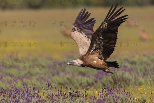 Griffon Vulture, Eurasian Griffon Vulture, Griffon Vulture, Eurasian Griffon, (Gyps fulvu), Vautour fauve, Buitre Leonado, Landing approach, Flight study, Hides De Calera / Valley Hide, Calera Y Chozas, Castilla La Mancha / Toledo, Spain, Europe
