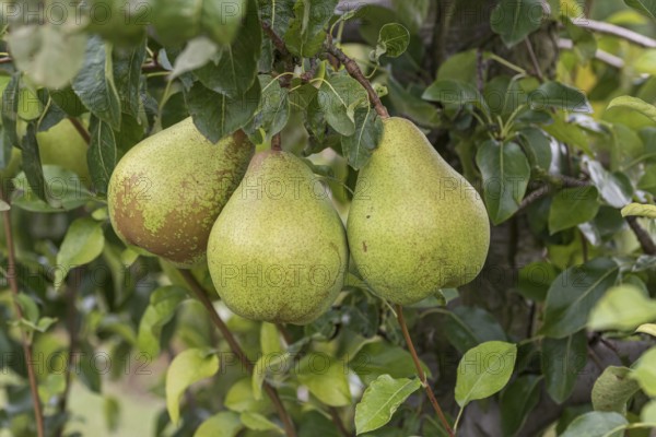 Pyrus communis VEREINS DECHANTSBIRNE TRIER, Cambridge Botanical Garden, Germany, Europe