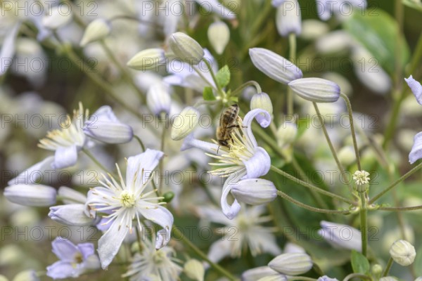 Clematis (Clematis 'Mrs Robert Brydon'), EGA Park, Erfurt, Thuringia, Germany, Europe