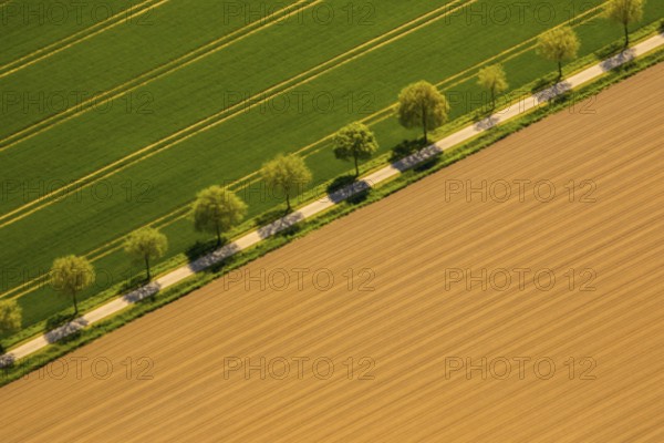 Tree avenue between two fields. Routing