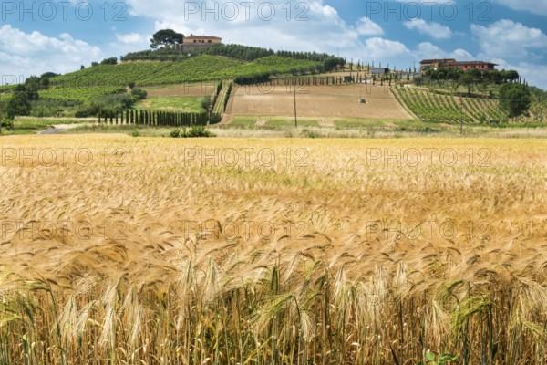 Getreide und Landwirtschaft in der Toskana