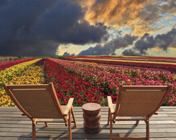 Two chaise lounges for rest stand on a scaffold at a picturesque flower field. The spring blossoming buttercups grow multi-colored strips. Huge cloud covered sunset