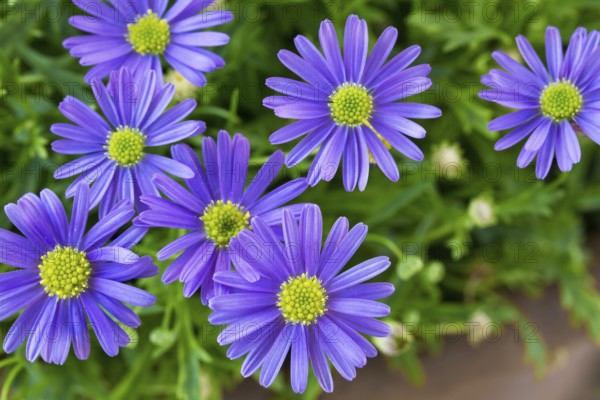 Swan river daisy (Brachyscome iberidifolia)