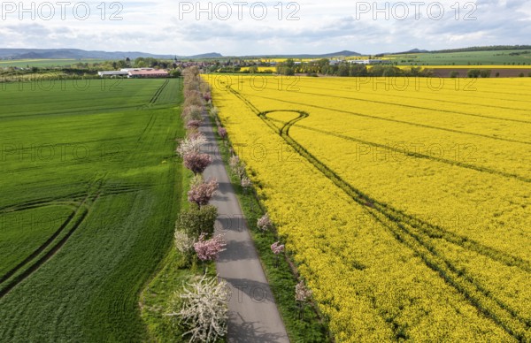 Flowering trees All between Weddersleben and Warnstedt
