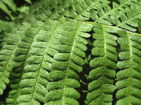Close up of fresh green fern leafs background