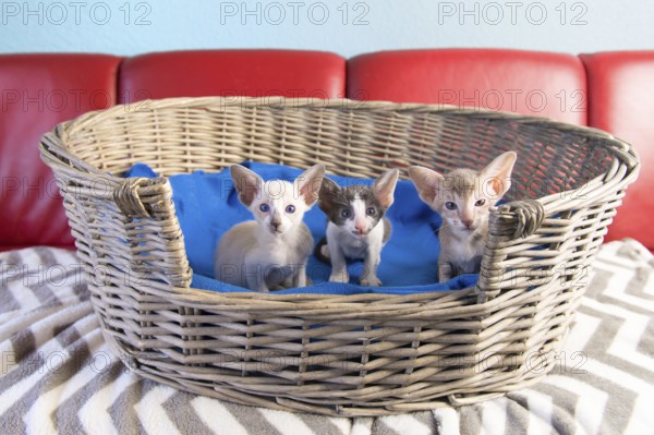 Little pure breed modern Siamese kitten sitting in basket