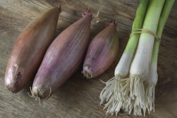 Shallots and spring onions
