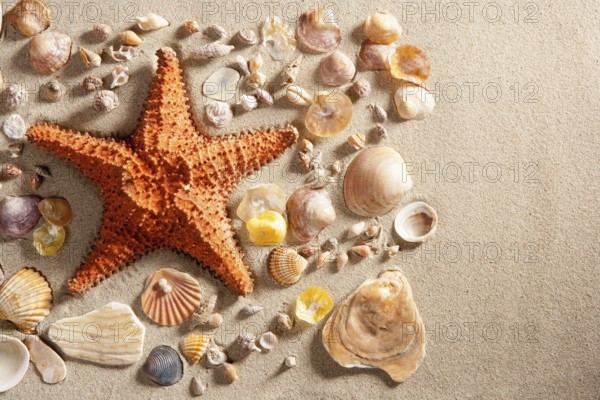 Beach with white sand and starfishwith shells still life like summer vacation background