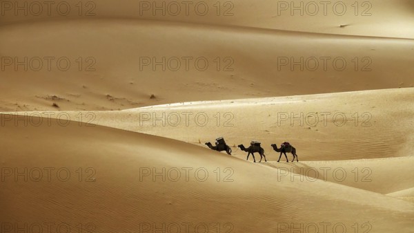 Camel caravan going through the sand dunes in the Sahara desert, Morocco, Africa