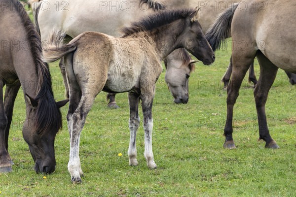 The Dülmen horses live wild near Dülmen, in the Merfelder Bruch nature reserve in North Rhine-Westphalia. The eel line on their backs is a typical feature of these wild horses. Wild live the Dülmen horses near Dülmen, in the nature reserve Merfelder Bruch, North Rhine-Westphalia. A characteristic feature of the wilds is the eel on the back