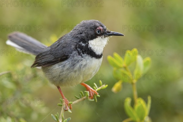 Collared Apalis, (Apalis thoracica), Bar-throated Apalis, Apalis à collier, Apalis acollarado, De Hoop Nature Reserve, Malgas, Western Cape, South Africa, Africa
