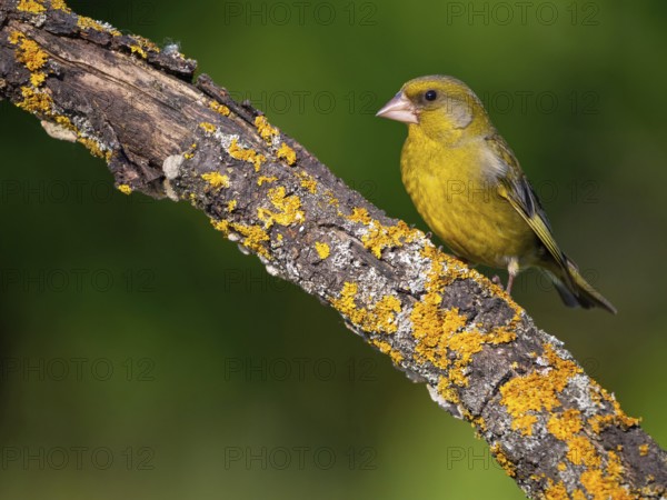 Greenfinch, Greenfinch, European Greenfinch, Western Greenfinch, Carduelis chloris, (Chloris chloris), Hockenheim, Baden-Württemberg, Germany, Europe