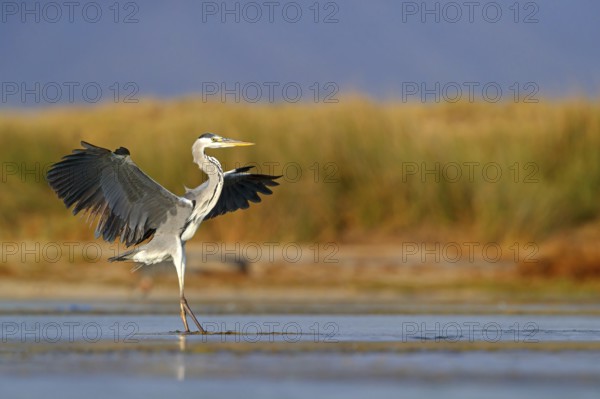 Grey grey heron (Ardea cinerea), Foraging, Boat Trip, Tiszaalpár, Kiskunsági National Park, Bács-Kiskun, Hungary, Europe