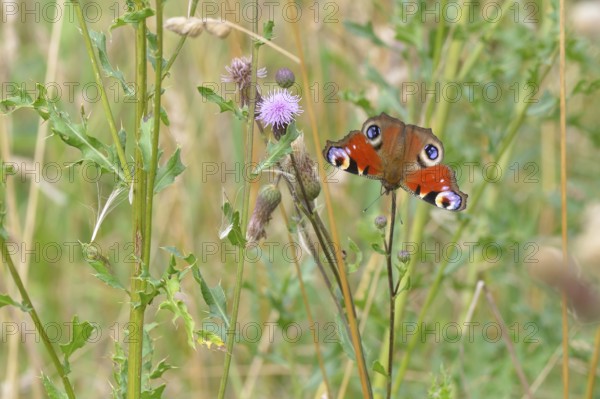 European Common Peacock Butterfly (Aglais io, Inachis io), feeding on a thistle flower in summer in a meadow. Peacock butterfly in a meadow