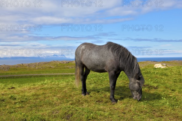 Farmer sleek gray horse. Beautiful horse grazing in a meadow near the farm. Iceland in July