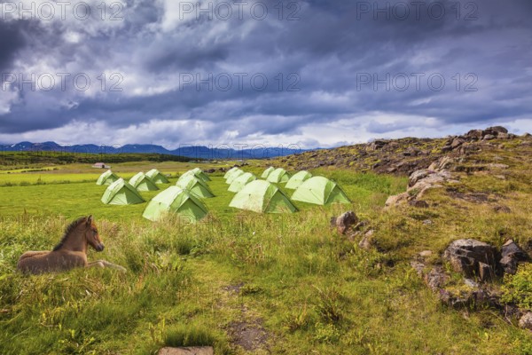 Icelandic horse have a rest near the summer campground. Summer holidays in Iceland