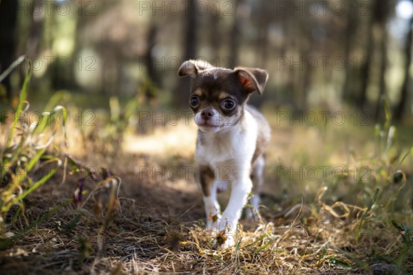 With an inquisitive look, a Chihuahua puppy pauses on a sunlit path surrounded by autumn leaves and soft shadows