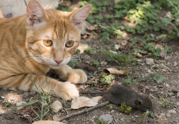 Cat and mouse in garden. Cat catching mouse